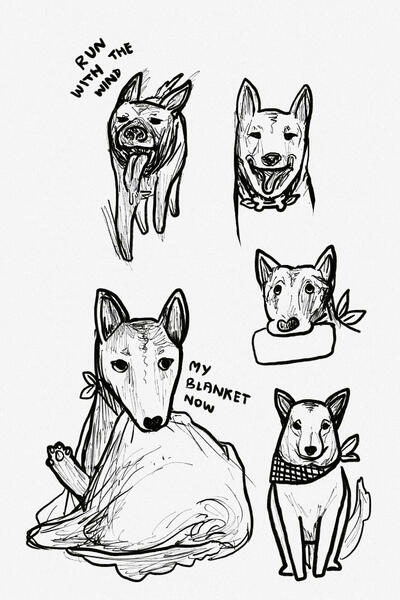pet dog